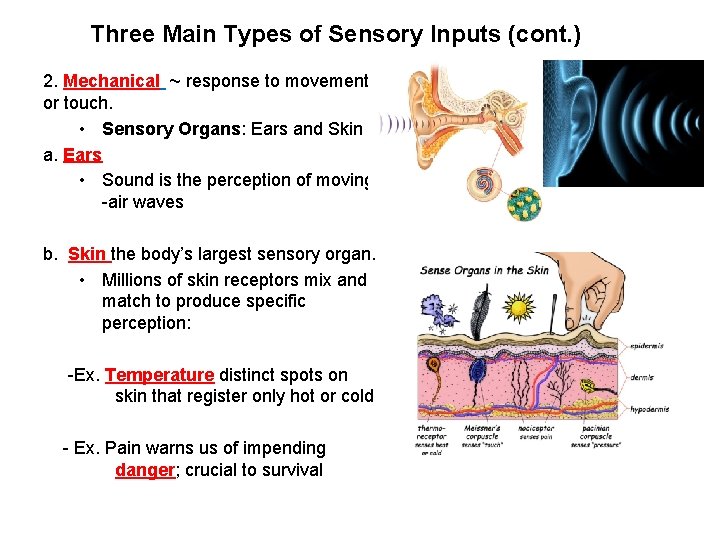 Three Main Types of Sensory Inputs (cont. ) 2. Mechanical ~ response to movement