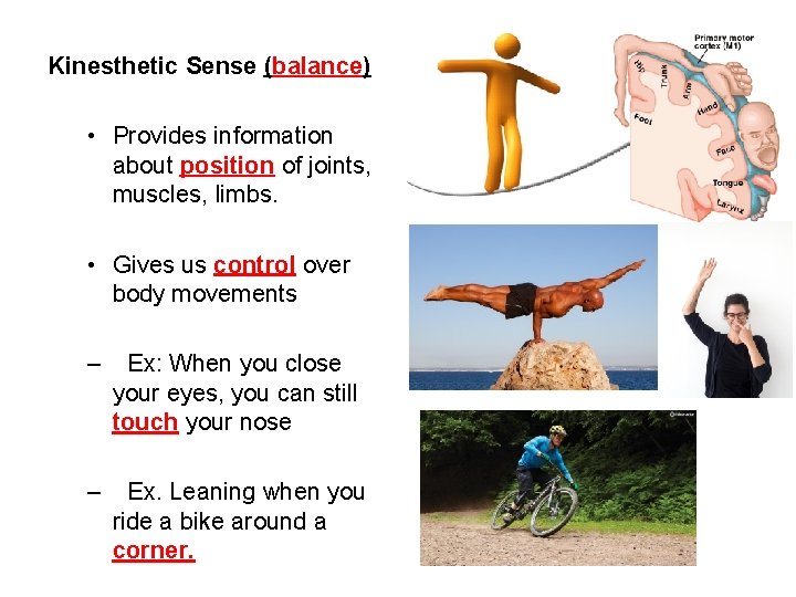 Kinesthetic Sense (balance) • Provides information about position of joints, muscles, limbs. • Gives