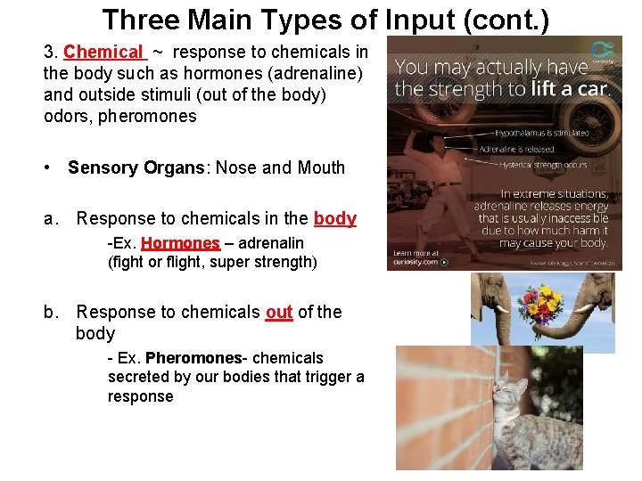 Three Main Types of Input (cont. ) 3. Chemical ~ response to chemicals in