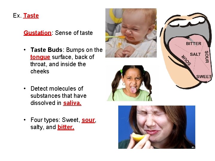 Ex. Taste Gustation: Sense of taste • Taste Buds: Bumps on the tongue surface,
