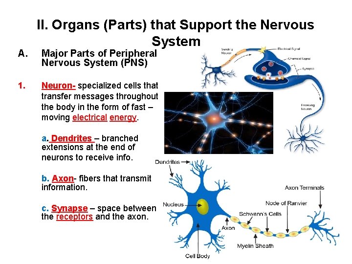 A. 1. II. Organs (Parts) that Support the Nervous System Major Parts of Peripheral