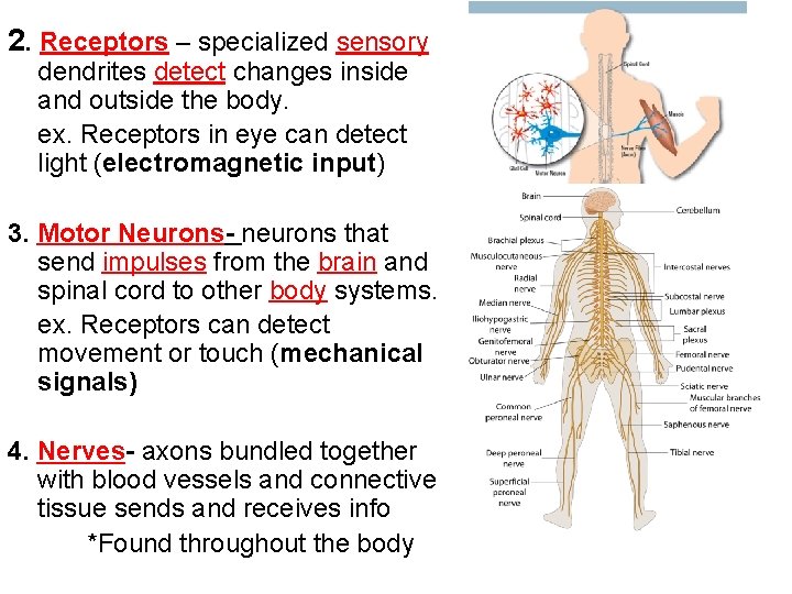 2. Receptors – specialized sensory dendrites detect changes inside and outside the body. ex.