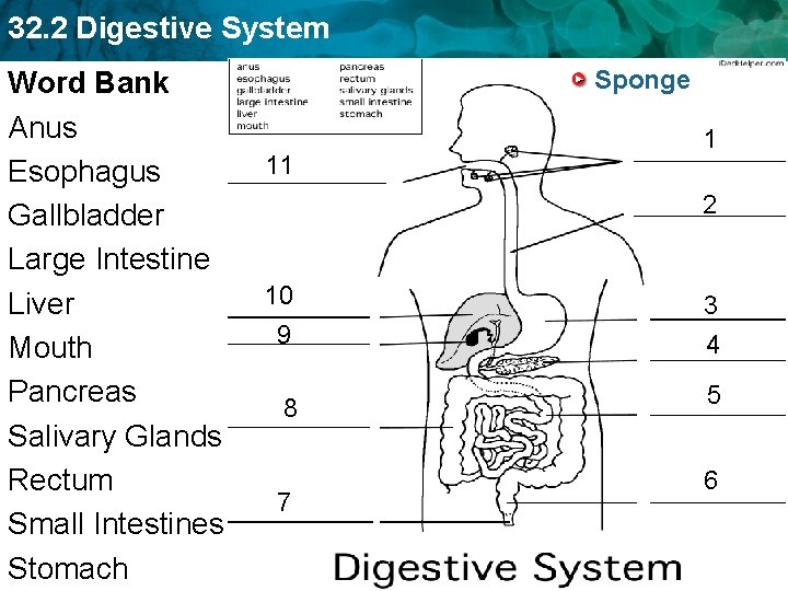 32. 2 Digestive System Word Bank Anus Esophagus Gallbladder Large Intestine Liver Mouth Pancreas