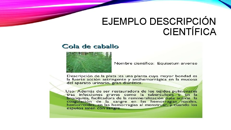 EJEMPLO DESCRIPCIÓN CIENTÍFICA 