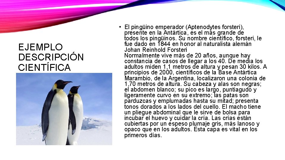 EJEMPLO DESCRIPCIÓN CIENTÍFICA • El pingüino emperador (Aptenodytes forsteri), presente en la Antártica, es