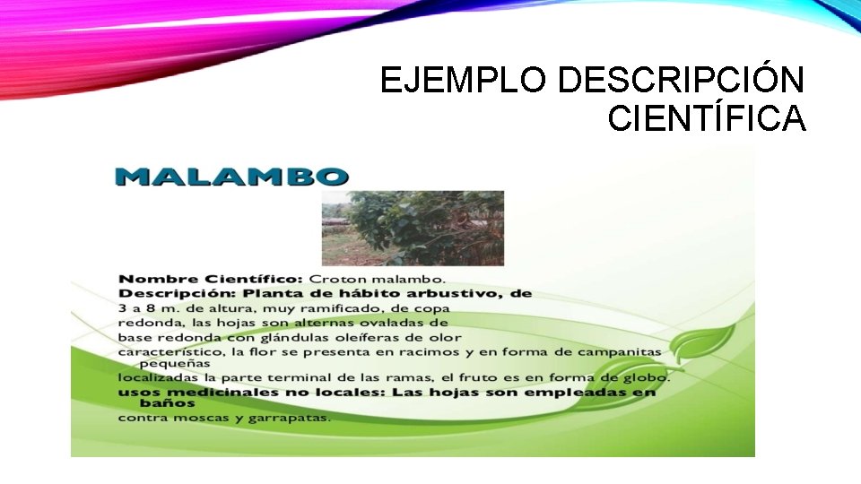 EJEMPLO DESCRIPCIÓN CIENTÍFICA 