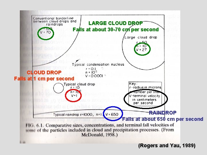 LARGE CLOUD DROP Falls at about 30 -70 cm per second CLOUD DROP Falls