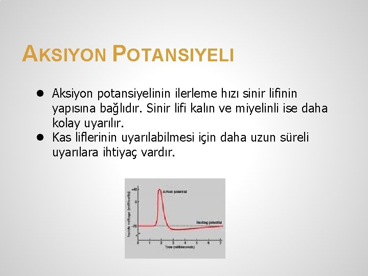 AKSIYON POTANSIYELI ● ● Aksiyon potansiyelinin ilerleme hızı sinir lifinin yapısına bağlıdır. Sinir lifi AKSIYON POTANSIYELI ● ● Aksiyon potansiyelinin ilerleme hızı sinir lifinin yapısına bağlıdır. Sinir lifi