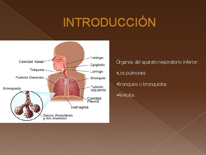 INTRODUCCIÓN Órganos del aparato respiratorio inferior: • Los pulmones • Bronquios o bronquiolos •