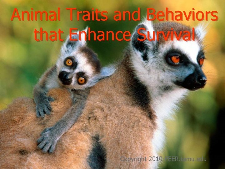 Animal Traits and Behaviors that Enhance Survival Copyright 2010: PEER. tamu. edu 