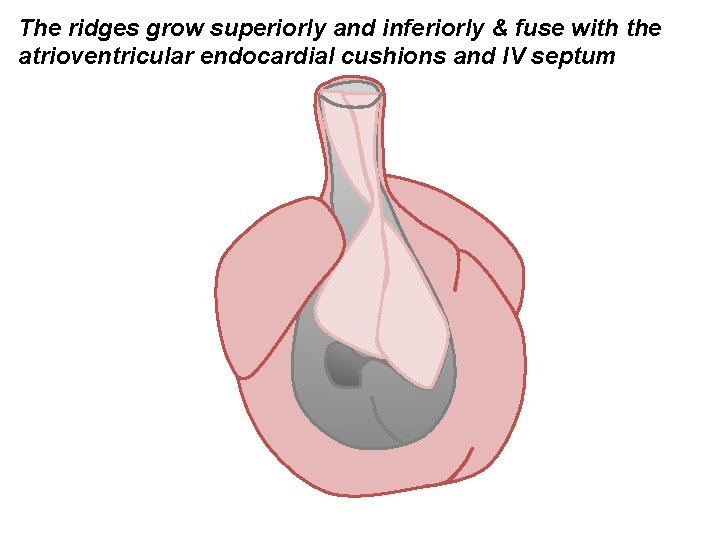 The ridges grow superiorly and inferiorly & fuse with the atrioventricular endocardial cushions and