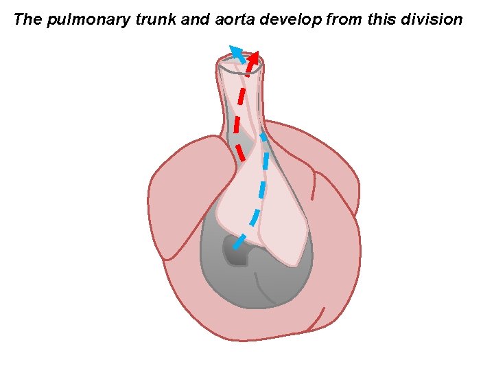 The pulmonary trunk and aorta develop from this division 
