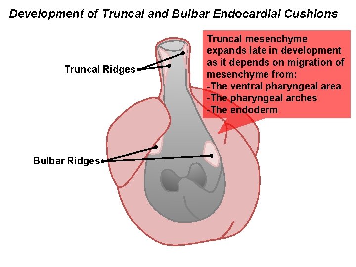 Development of Truncal and Bulbar Endocardial Cushions Truncal Ridges Bulbar Ridges Truncal mesenchyme expands