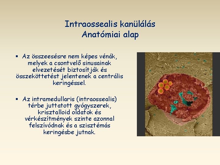 Intraossealis kanülálás Anatómiai alap § Az összeesésre nem képes vénák, melyek a csontvelő sinusainak