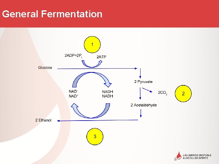 General Fermentation Title Area 