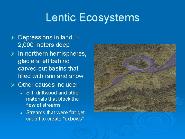 Lentic Ecosystems Depressions in land 12, 000 meters deep Ø In northern hemispheres, glaciers