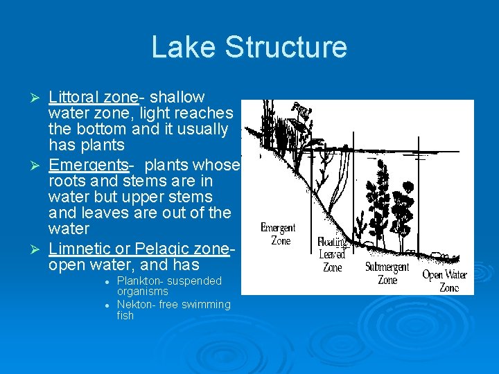 Lake Structure Littoral zone- shallow water zone, light reaches the bottom and it usually