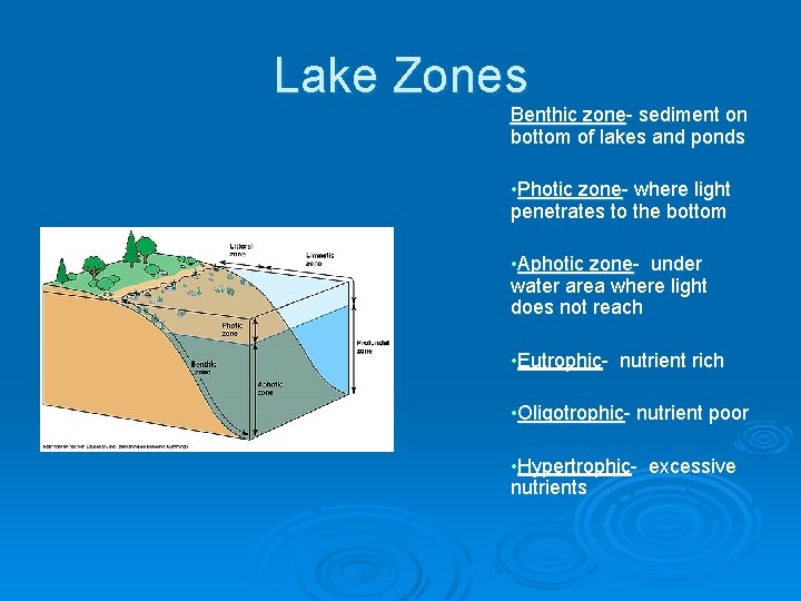 Lake Zones Benthic zone- sediment on bottom of lakes and ponds • Photic zone-