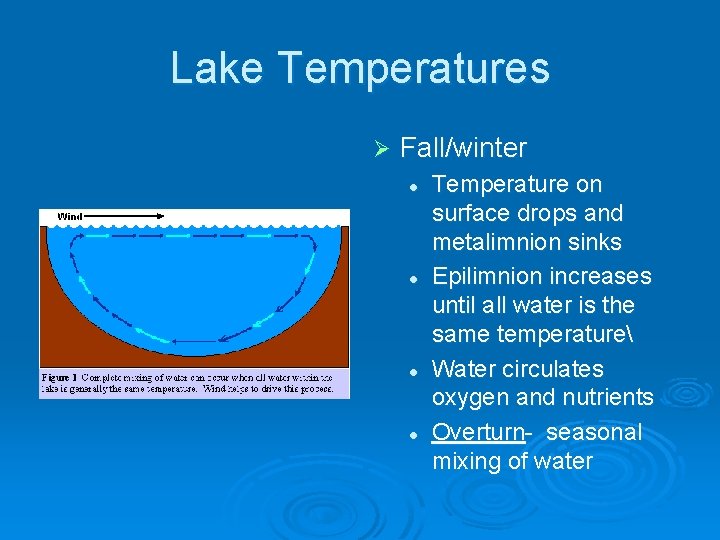 Lake Temperatures Ø Fall/winter l l Temperature on surface drops and metalimnion sinks Epilimnion