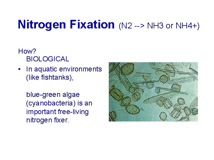 Nitrogen Fixation (N 2 --> NH 3 or NH 4+) How? BIOLOGICAL • In