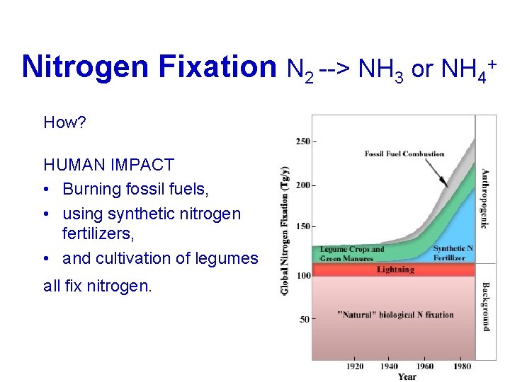 Nitrogen Fixation N 2 --> NH 3 or NH 4+ How? HUMAN IMPACT •