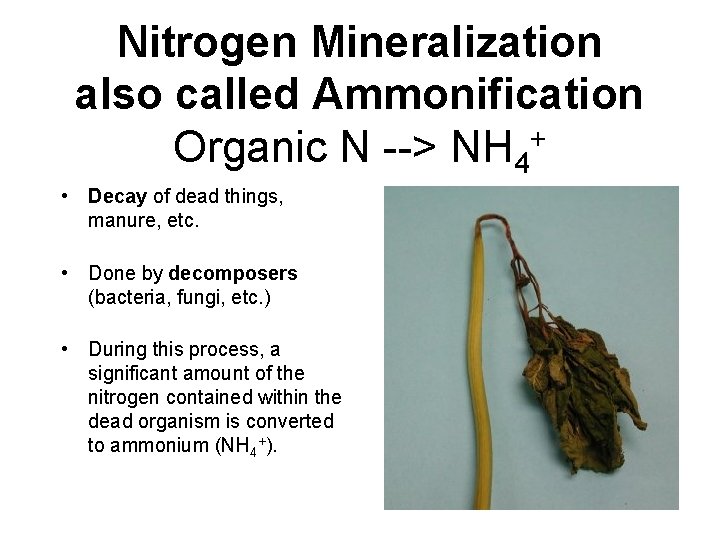 Nitrogen Mineralization also called Ammonification Organic N --> NH 4+ • Decay of dead