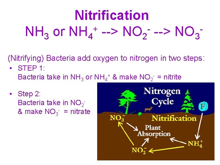 Nitrification NH 3 or NH 4+ --> NO 2 - --> NO 3(Nitrifying) Bacteria