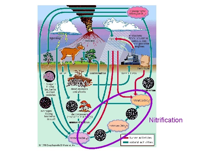 Nitrification 