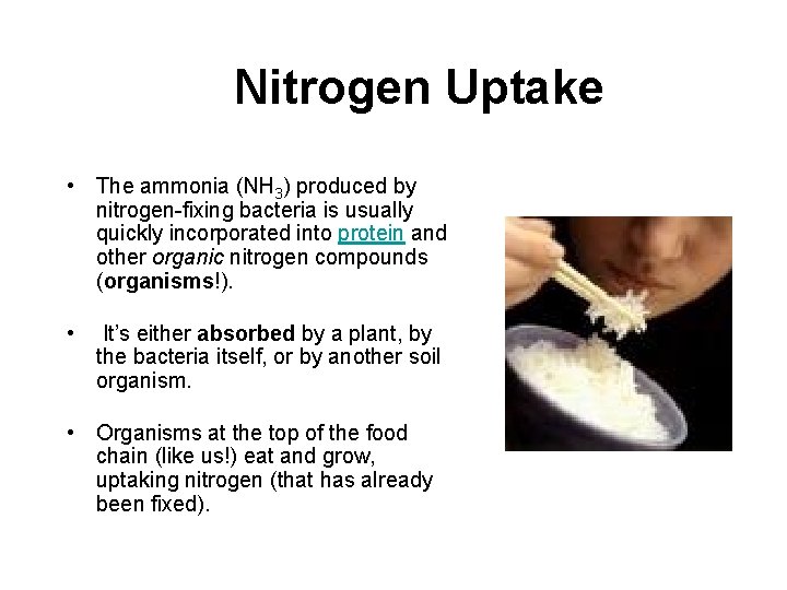 Nitrogen Uptake • The ammonia (NH 3) produced by nitrogen-fixing bacteria is usually quickly