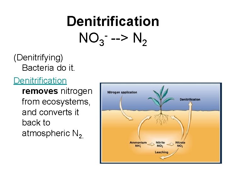 Denitrification NO 3 - --> N 2 (Denitrifying) Bacteria do it. Denitrification removes nitrogen