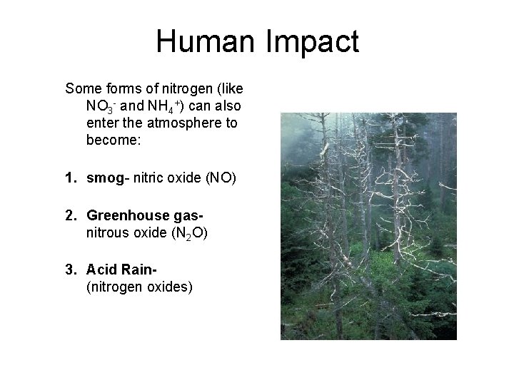 Human Impact Some forms of nitrogen (like NO 3 - and NH 4+) can