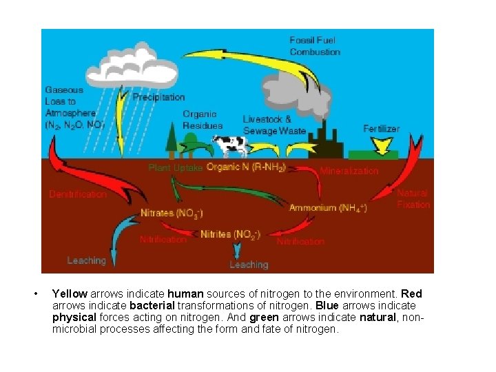  • Yellow arrows indicate human sources of nitrogen to the environment. Red arrows