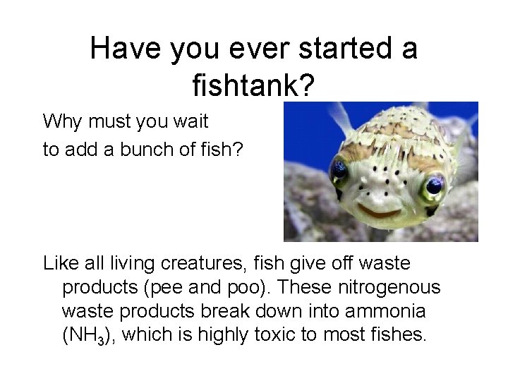 Have you ever started a fishtank? Why must you wait to add a bunch