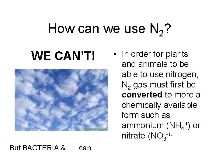 How can we use N 2? WE CAN’T! But BACTERIA & … can… •