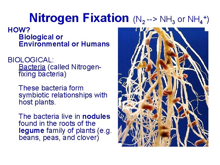 +) Nitrogen Fixation (N --> NH or NH Nitrogen Fixation (N 2 2 -->