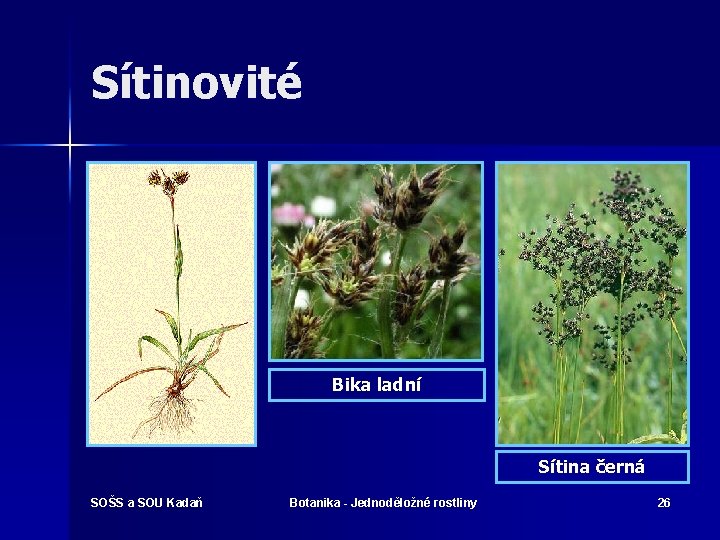 BOTANIKA Tda Jednodlon Vvojov mlad skupina krytosemennch rostlin