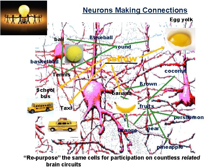 Neurons Making Connections Egg yolk ball Baseball round yellow basketball coconut Tennis Brown School