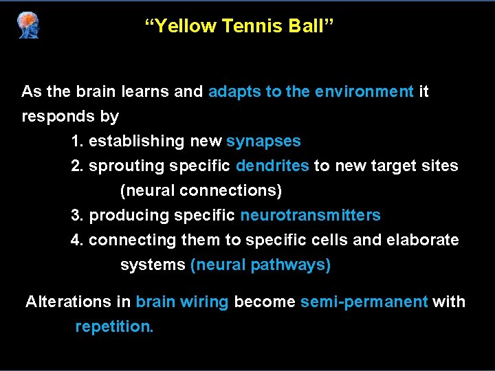 “Yellow Tennis Ball” As the brain learns and adapts to the environment it responds