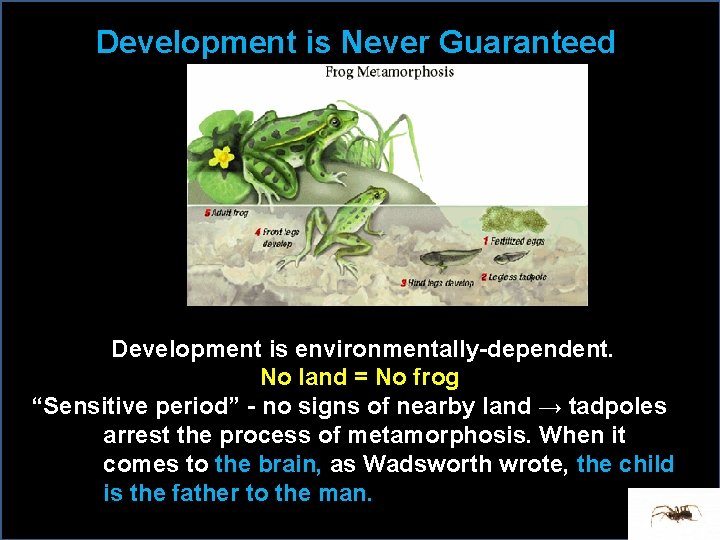 Development is Never Guaranteed Development is environmentally-dependent. No land = No frog “Sensitive period”