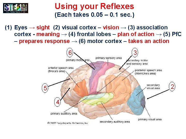 Using your Reflexes (Each takes 0. 05 – 0. 1 sec. ) (1) Eyes