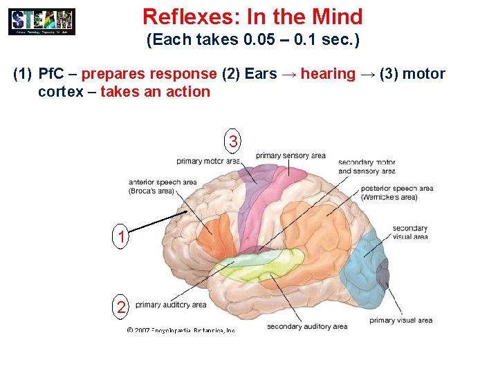 Reflexes: In the Mind (Each takes 0. 05 – 0. 1 sec. ) (1)