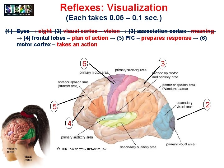 Reflexes: Visualization (Each takes 0. 05 – 0. 1 sec. ) (1) Eyes →