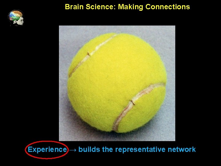 Brain Science: Making Connections Experience → builds the representative network 
