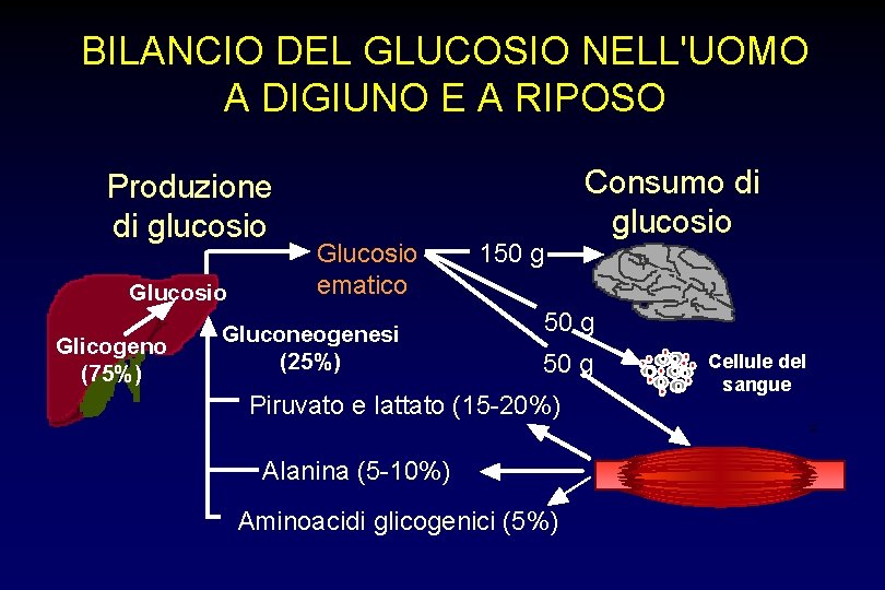 BILANCIO DEL GLUCOSIO NELL'UOMO A DIGIUNO E A RIPOSO Produzione di glucosio Glicogeno (75%)