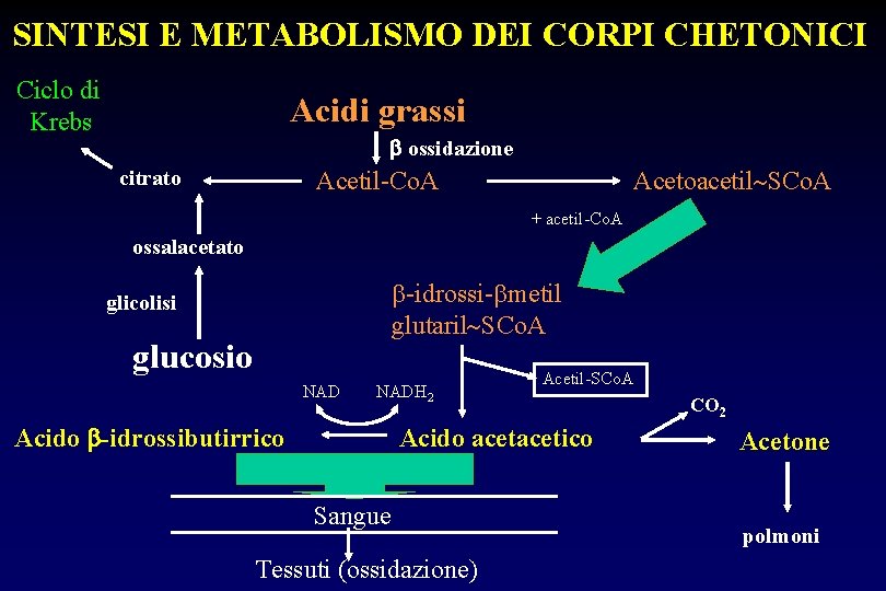 SINTESI E METABOLISMO DEI CORPI CHETONICI Ciclo di Krebs Acidi grassi ossidazione Acetil-Co. A