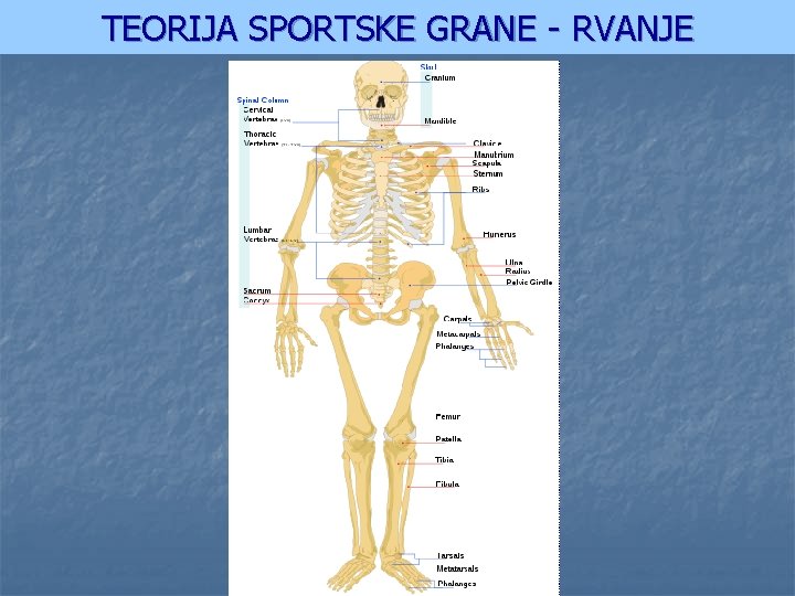 TEORIJA SPORTSKE GRANE - RVANJE 