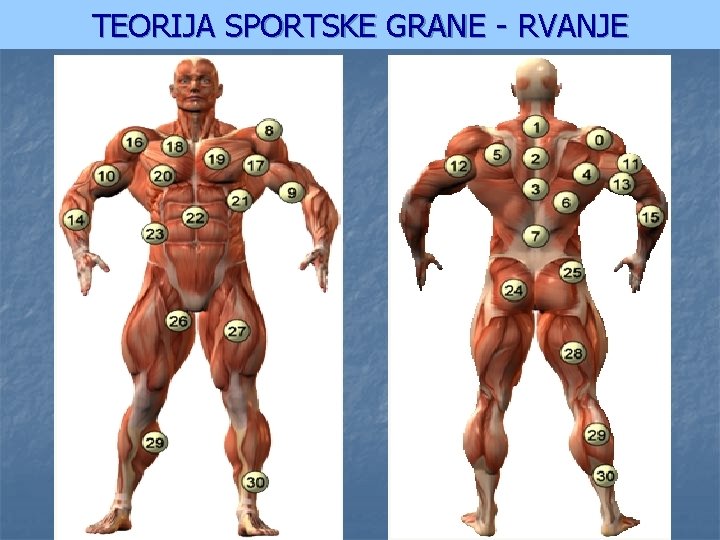TEORIJA SPORTSKE GRANE - RVANJE 