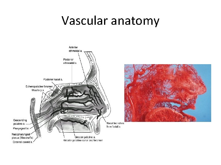 Vascular anatomy Vascular anatomy