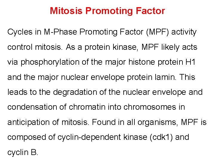 Mitosis Promoting Factor Cycles in M-Phase Promoting Factor (MPF) activity control mitosis. As a