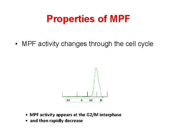 Properties of MPF • MPF activity changes through the cell cycle • MPF activity